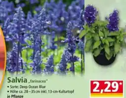 Norma Salvia Angebot