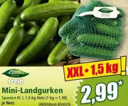 Norma Mini Landgurken Angebot