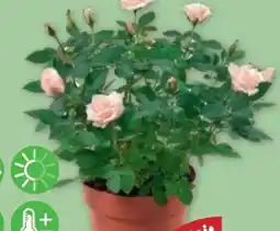 PENNY Exklusive Topfrose Angebot