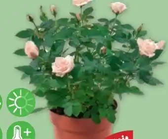 PENNY Exklusive Topfrose Angebot