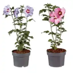 Lidl Gartenhibiskus Verschiedene Blütenfarben Lidl Angebot