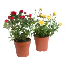 MPreis Freiland Rosen MPREIS Angebot