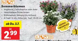 Lidl Sommerblumen Angebot