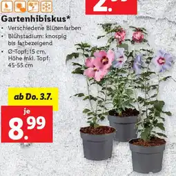 Lidl Gartenhibiskus Angebot