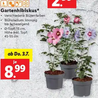 Lidl Gartenhibiskus Angebot