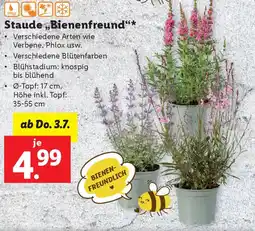 Lidl Staude Bienenfreund Angebot