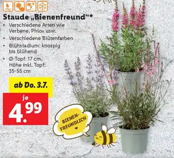Lidl Staude Bienenfreund Angebot