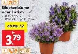 Lidl Glockenblume oder Enzian Angebot