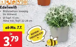 Lidl Edelweiß Angebot