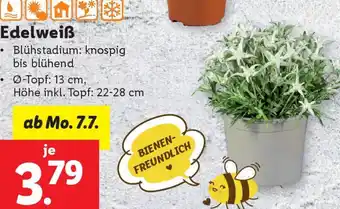 Lidl Edelweiß Angebot
