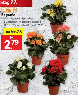 Lidl Begonie Angebot