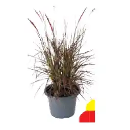BayWa Lampenputzergras 9006937 BayWa Angebot