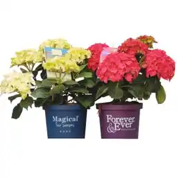 BayWa Ballhortensie „Magical Four Season“ 9437844 BayWa Angebot