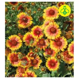 BayWa Großblumige Kokardenblume 9454228 BayWa Angebot