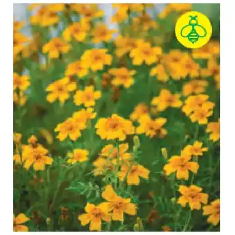 BayWa Sonnenbraut 9454309 BayWa Angebot