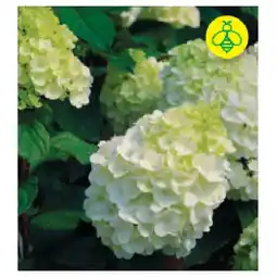BayWa Rispenhortensie 9170367 BayWa Angebot