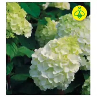 BayWa Rispenhortensie 9170367 BayWa Angebot