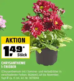 OBI Chrysantheme 1-trieber Angebot