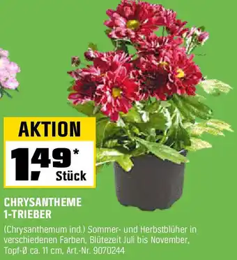 OBI Chrysantheme 1-trieber Angebot