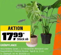 OBI Grünpflanze Angebot