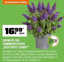 OBI Grow by obi sommerflieder butterfly candy Angebot