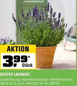 OBI Echter lavendel Angebot