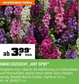 OBI Engelsgesicht hot spot Angebot