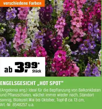 OBI Engelsgesicht hot spot Angebot