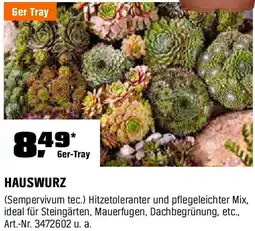 OBI Hauswurz Angebot