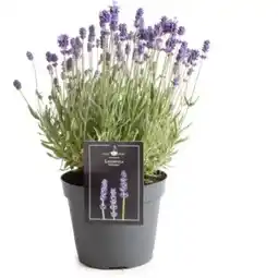 OBI Lavendel Angebot
