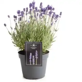 OBI Lavendel Angebot