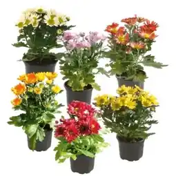 OBI Chrysantheme Angebot