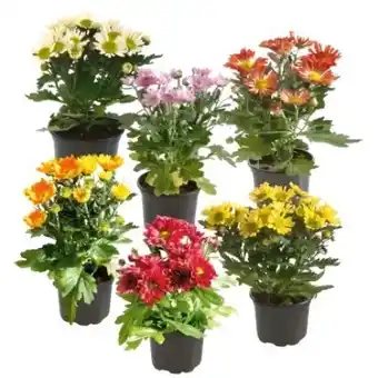 OBI Chrysantheme Angebot