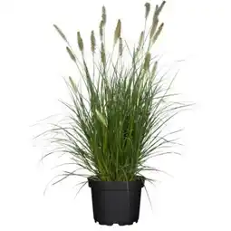 OBI Grow by Obi Lampenputzergras Hameln Angebot