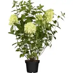 OBI Rispenhortensie Living Creations Angebot