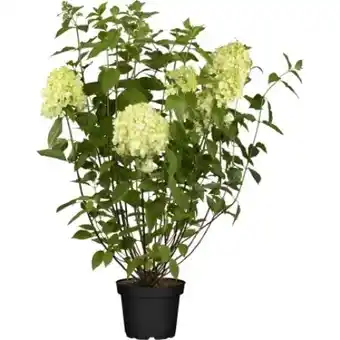 OBI Rispenhortensie Living Creations Angebot