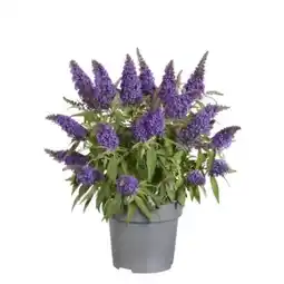 OBI Grow by Obi Sommerflieder Butterfly Candy Angebot