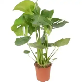 OBI Grow by Obi Fensterblatt Tauerii Angebot