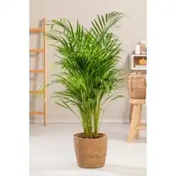 OBI Grow by Obi Goldfruchtpalme Angebot