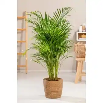 OBI Grow by Obi Goldfruchtpalme Angebot