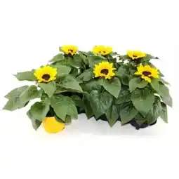 OBI Sonnenblumen Angebot