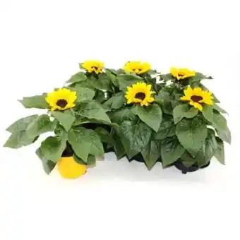 OBI Sonnenblumen Angebot