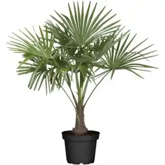 OBI Hanfpalme Angebot