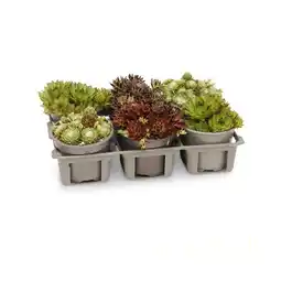 Hofer Hauswurz versch. Sorten und Farben HOFER Angebot