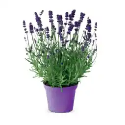 Hofer Lavendel HOFER Angebot