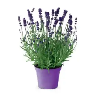 Hofer Lavendel HOFER Angebot