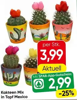 Eurospar Kakteen Mix in Topf Mexico Angebot