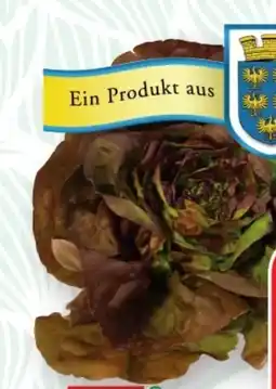 SPAR Gourmet Spar Natur pur Bio Kopfsalat Angebot
