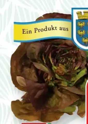 SPAR Gourmet Spar Natur pur Bio Kopfsalat Angebot