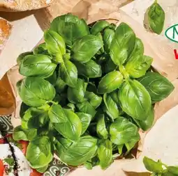 Interspar Spar Natur pur Bio-Basilikum Angebot